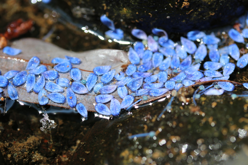 紫陽花花筏