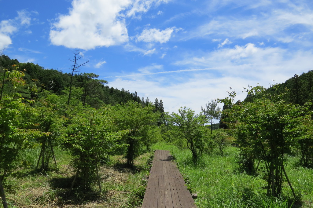 湿原の道～梅雨の青空