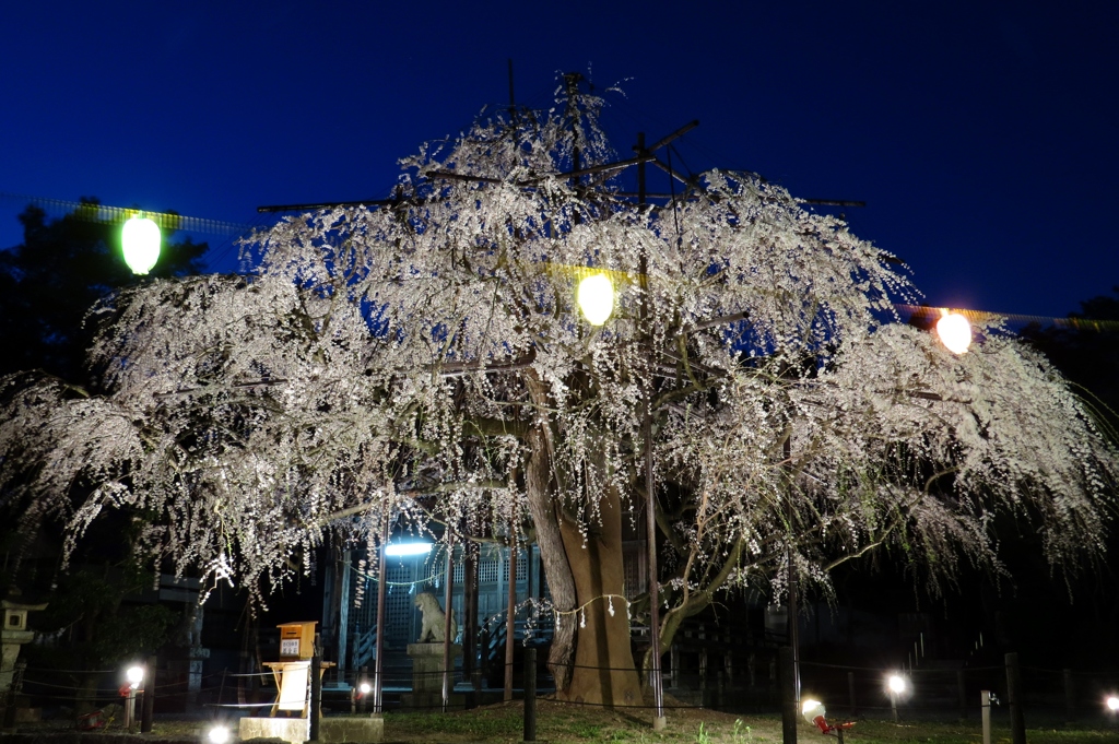 群青に映える桜