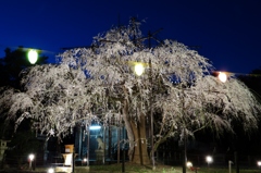 群青に映える桜