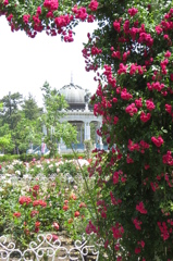 鶴舞公園の薔薇たち～紅紫色