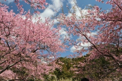 桜には青空