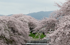 桜トンネル～春爛漫