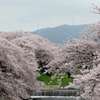 桜トンネル～春爛漫