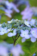 紫陽花２