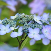紫陽花２