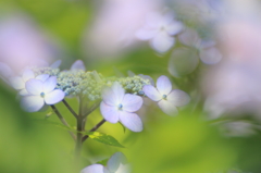 紫陽花６