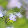 紫陽花６