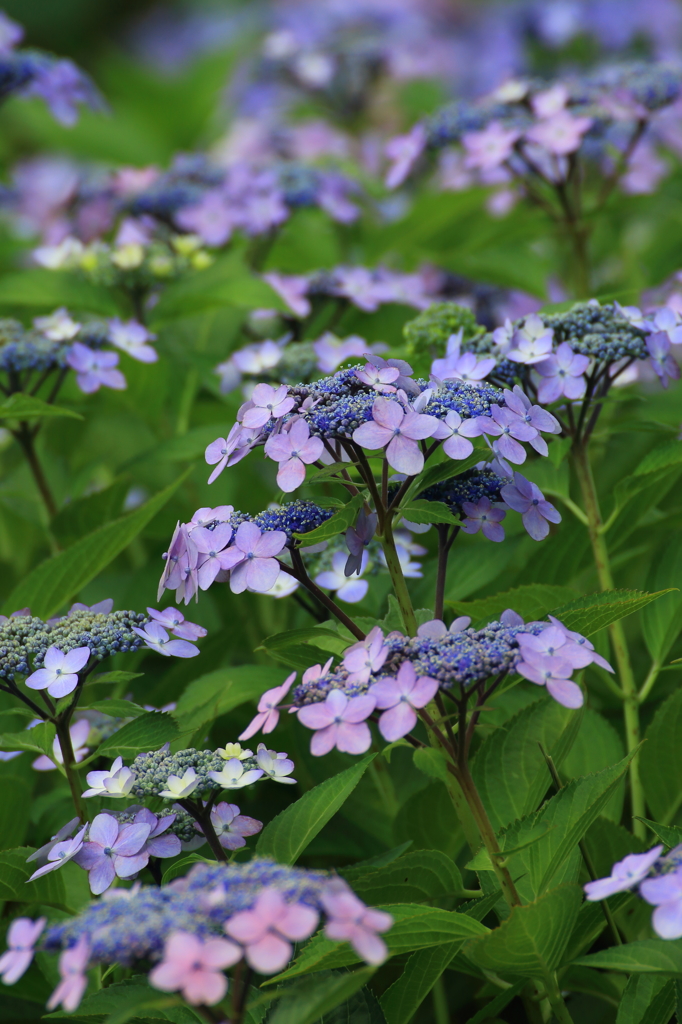 紫陽花３