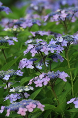 紫陽花３