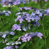 紫陽花３