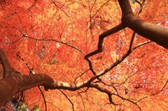 紅色の空