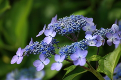 紫陽花７