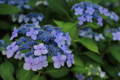 紫陽花５
