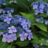 紫陽花５