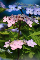 紫陽花４