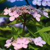 紫陽花４