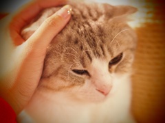 ねこ