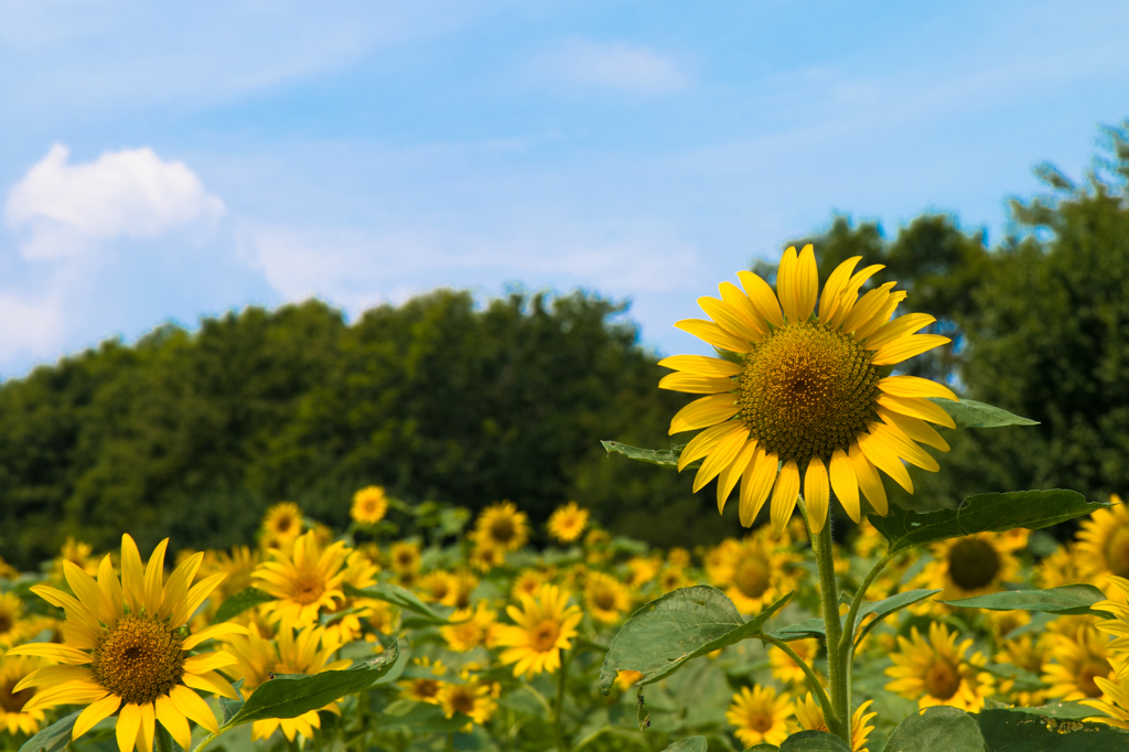 one summer day / 昭和記念公園