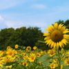 one summer day / 昭和記念公園
