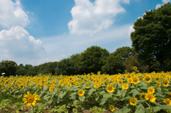 sun flower field / 昭和記念公園