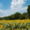 sun flower field / 昭和記念公園