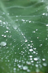 雨上がり