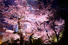 ヒルズ下の桜