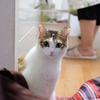 DSCF7579