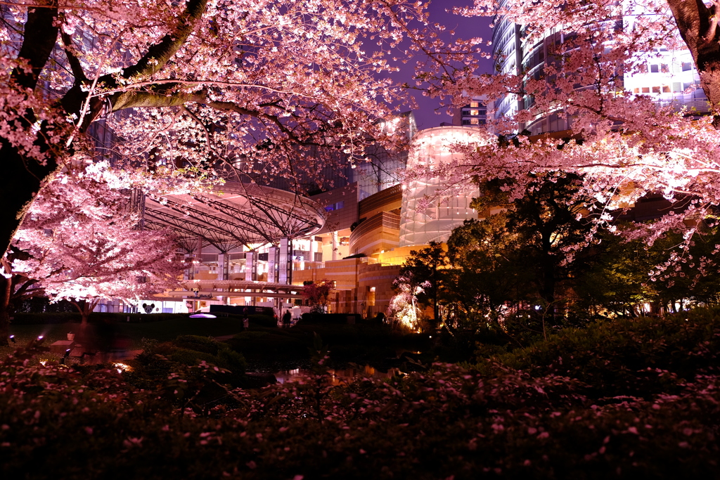 毛利庭園夜桜