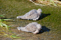 DSCF7167