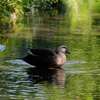 DSCF7555