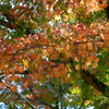 DSCF8368