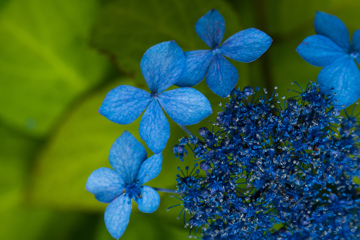 甘茶の花３