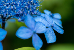 甘茶の花