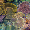 八重山の珊瑚