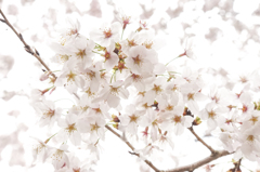 桜万華鏡