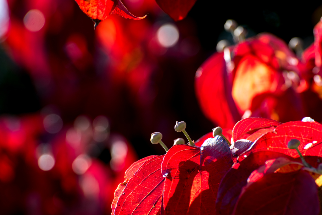 ハナミズキ　－花芽を紅葉で飾って－
