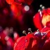 ハナミズキ　－花芽を紅葉で飾って－