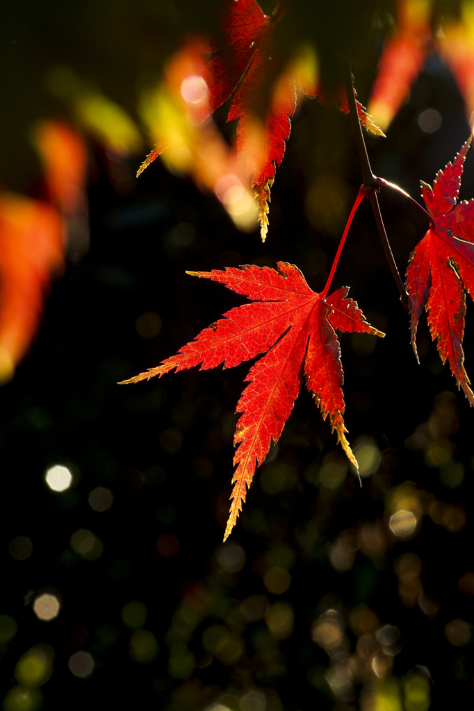 紅葉と朝日