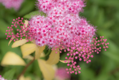 シモツケの花