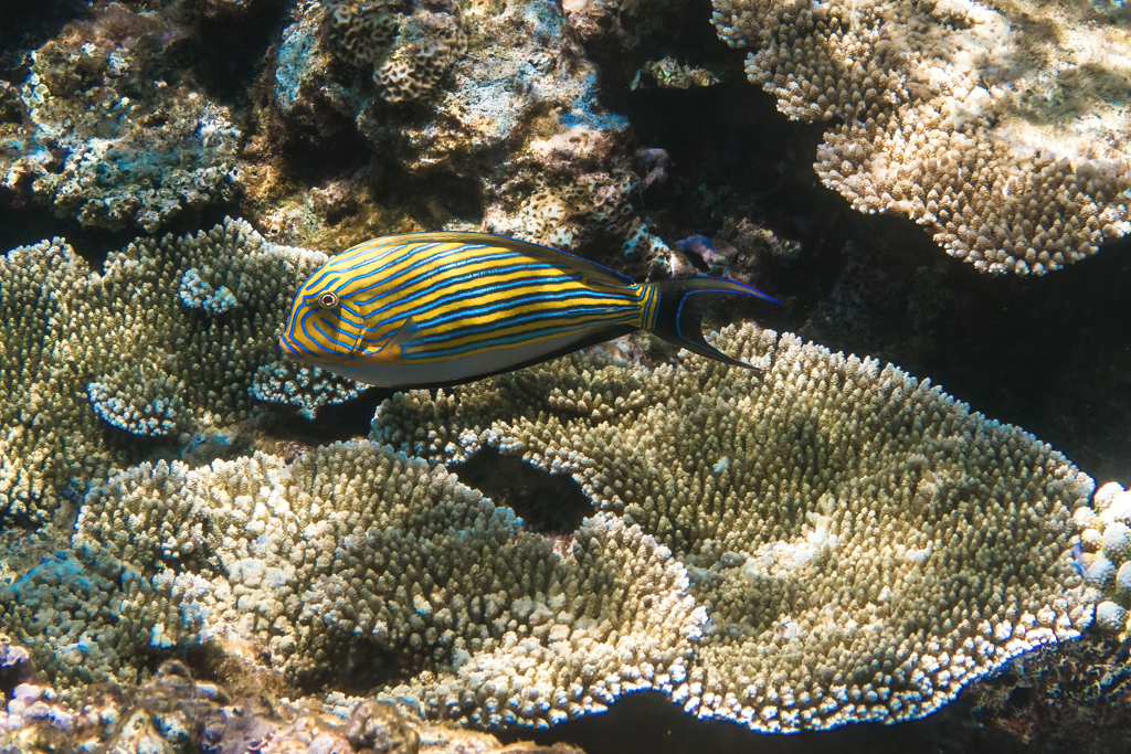 八重山の魚