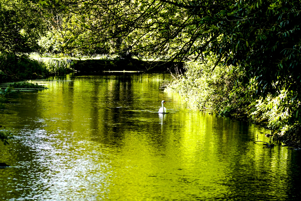 緑を映す川