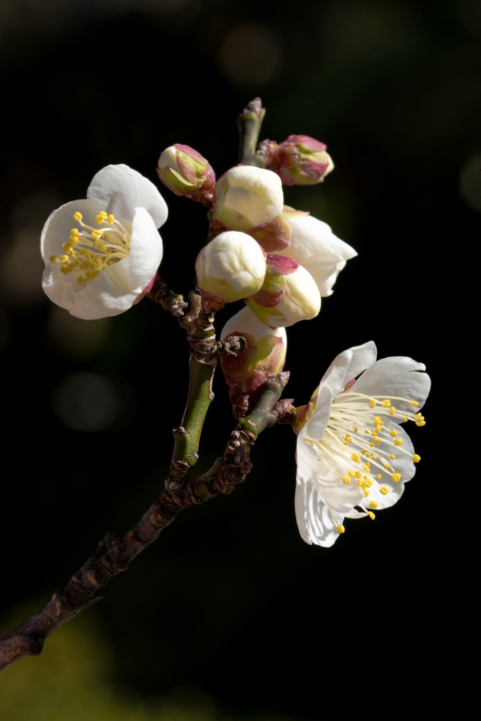 梅　－陽の光に包まれて－
