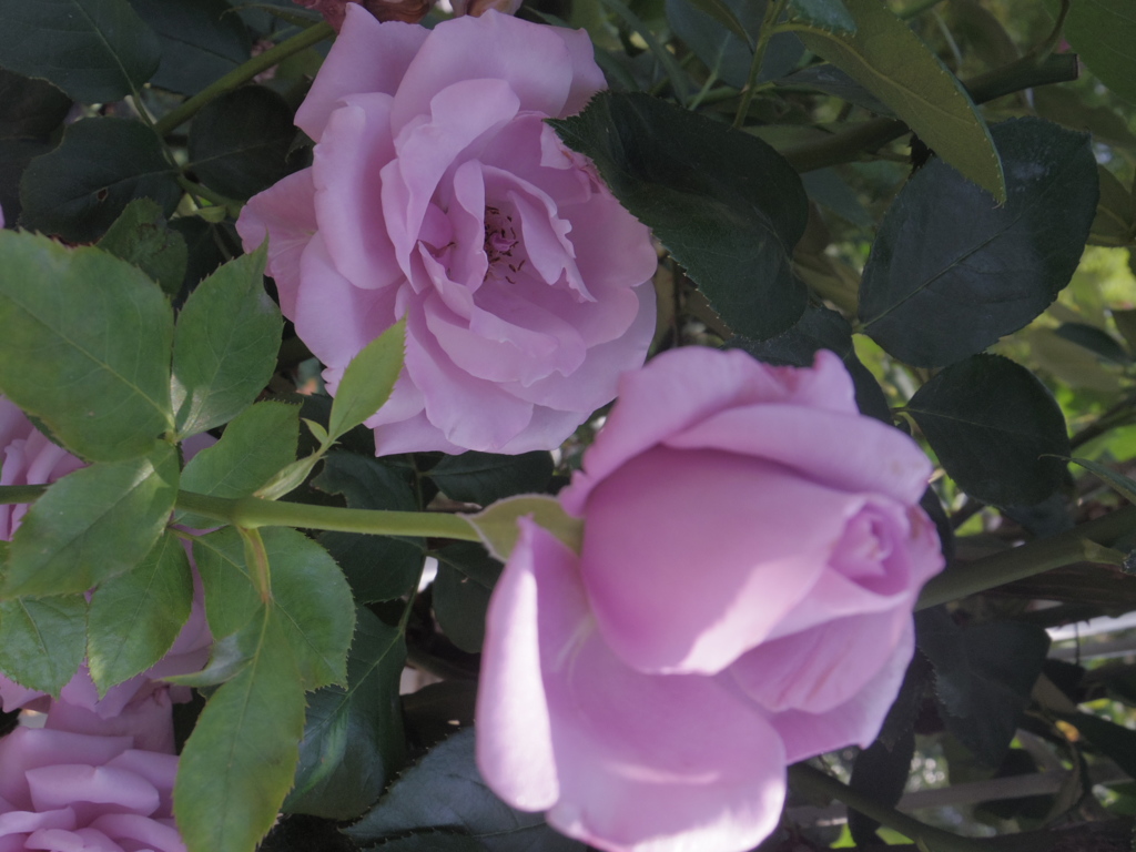 つるブルー・ムーン１