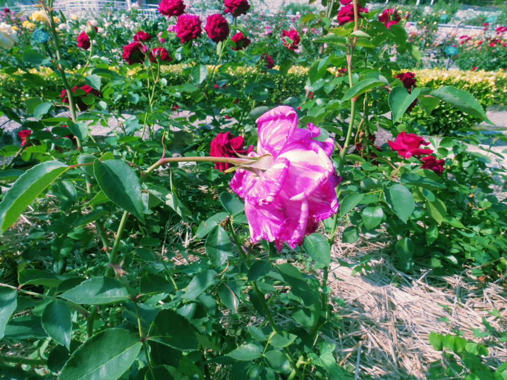 モダン・タイムズ２