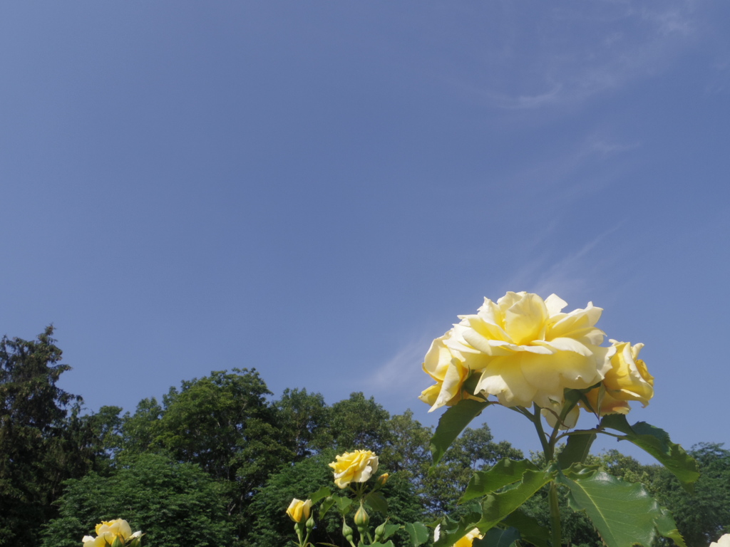 ゴールド・バニー２