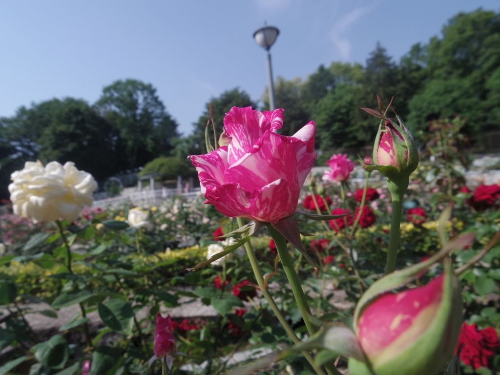 モダン・タイムズ１