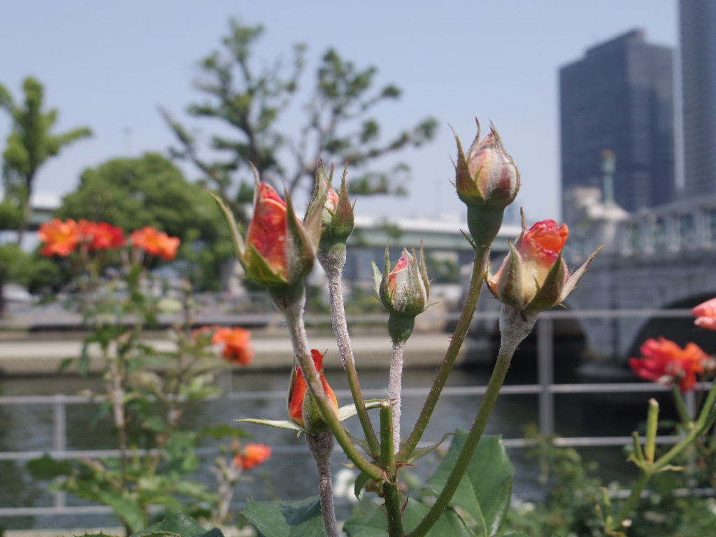 オレンジのつぼみ