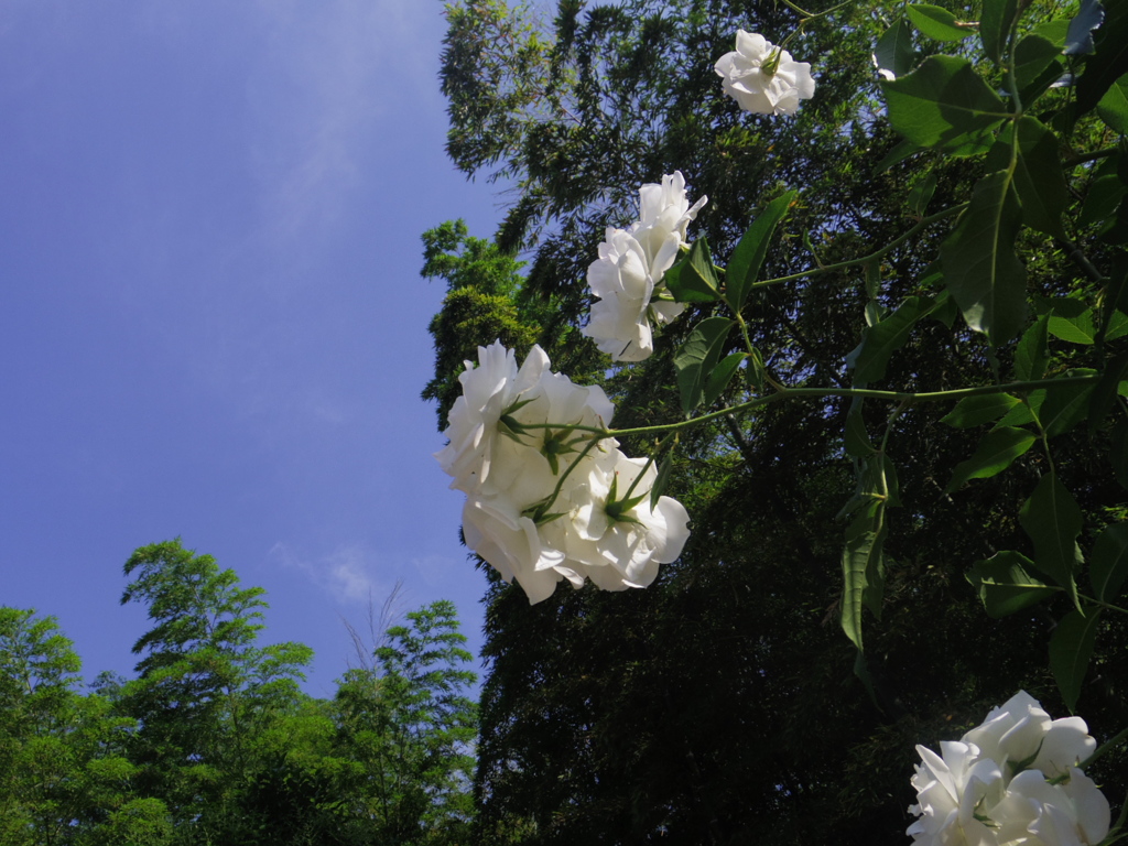 IMGP9915